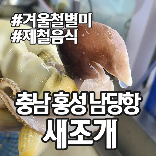 충남 홍성 남당항 새조개 겨울철 별미 제철음식 (ft. 동백회수산 )