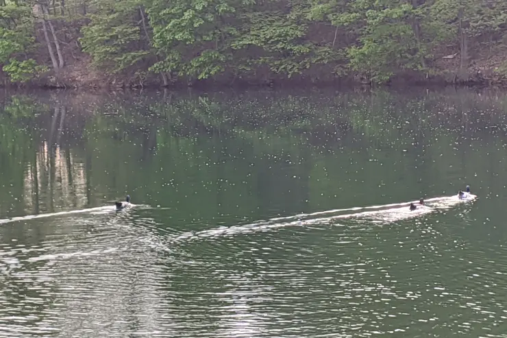 마장호수 출렁다리, 경기도 파주 나들이 산책로 추천
