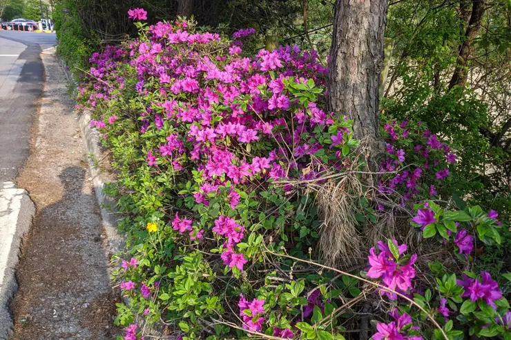 마장호수 출렁다리, 경기도 파주 나들이 산책로 추천