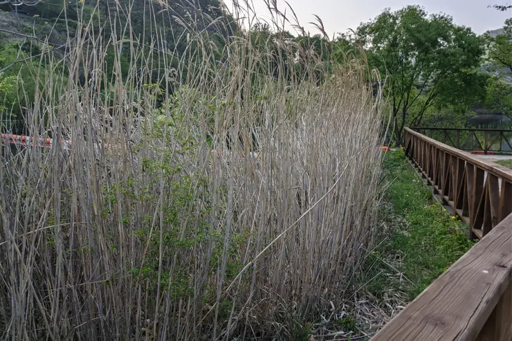 마장호수 출렁다리, 경기도 파주 나들이 산책로 추천