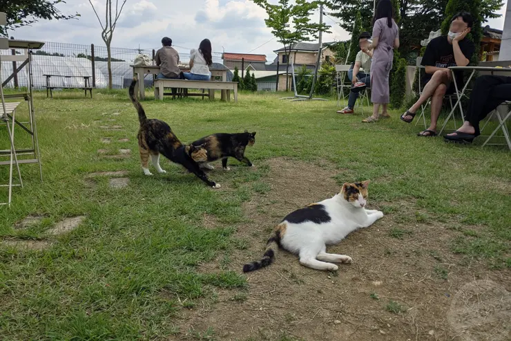 미드바르앳홈(midbar at home), 평택송탄 전원주택형 가든카페