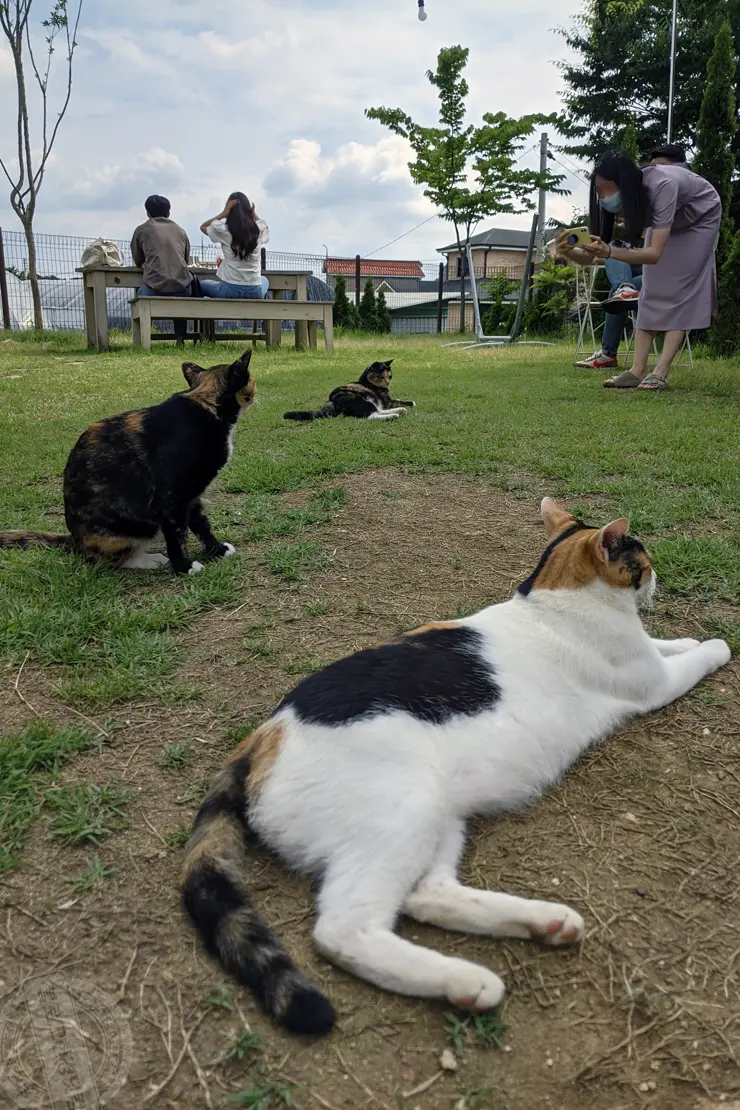 미드바르앳홈(midbar at home), 평택송탄 전원주택형 가든카페