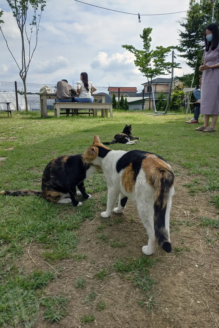미드바르앳홈(midbar at home), 평택송탄 전원주택형 가든카페