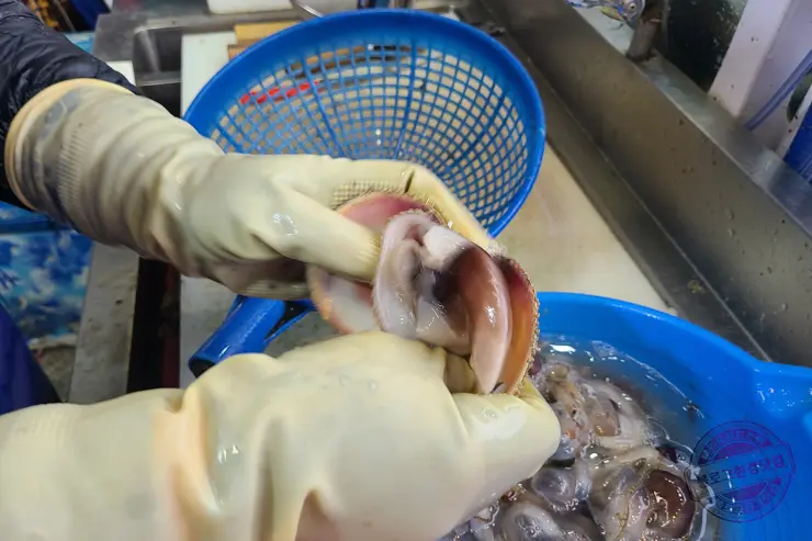 충남 홍성 남당항 새조개 겨울철 별미 제철음식 (ft. 동백회수산 )