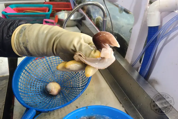 충남 홍성 남당항 새조개 겨울철 별미 제철음식 (ft. 동백회수산 )