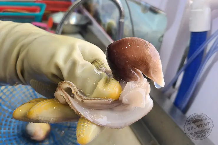 충남 홍성 남당항 새조개 겨울철 별미 제철음식 (ft. 동백회수산 )