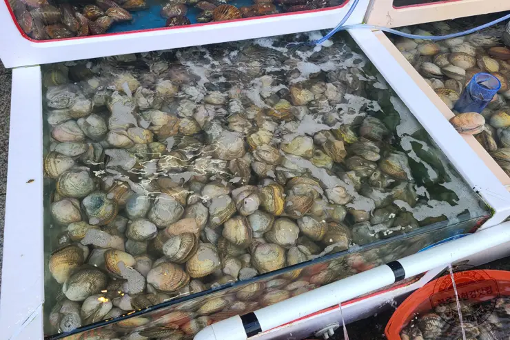 충남 홍성 남당항 새조개 겨울철 별미 제철음식 (ft. 동백회수산 )