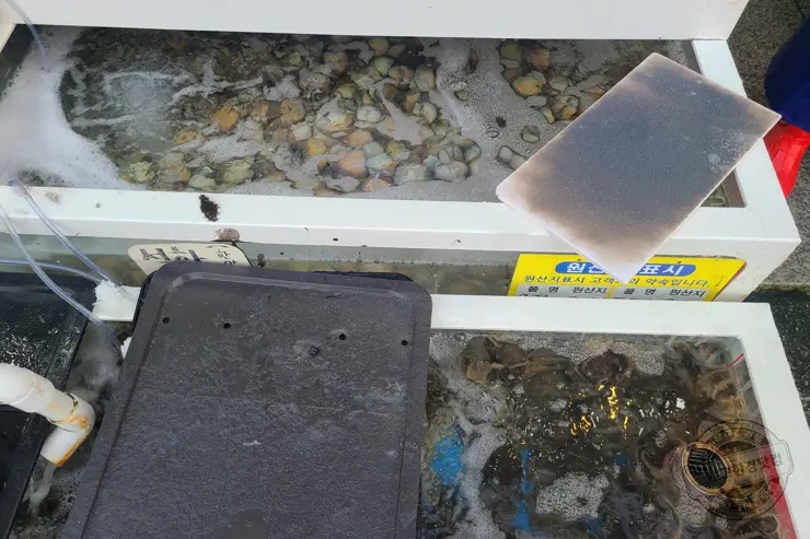 충남 홍성 남당항 새조개 겨울철 별미 제철음식 (ft. 동백회수산 )