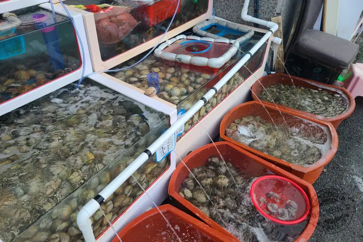 충남 홍성 남당항 새조개 겨울철 별미 제철음식 (ft. 동백회수산 )