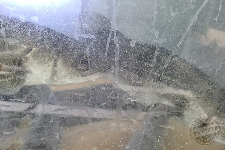 충남 홍성 남당항 새조개 겨울철 별미 제철음식 (ft. 동백회수산 )