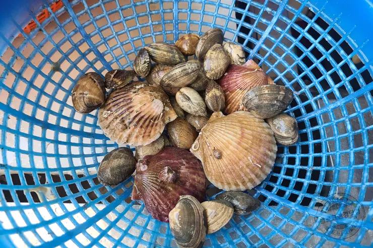 충남 홍성 남당항 새조개 겨울철 별미 제철음식 (ft. 동백회수산 )