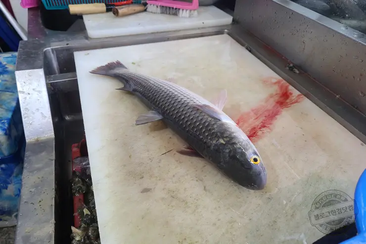 충남 홍성 남당항 새조개 겨울철 별미 제철음식 (ft. 동백회수산 )