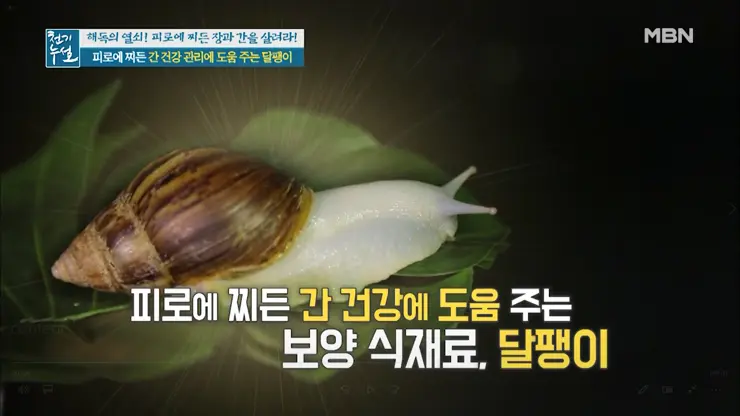 이츠스네일 와우장생 몸이 피곤할때 달팽이 엑기스 복용 일주일 그 후