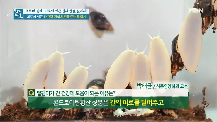 이츠스네일 와우장생 몸이 피곤할때 달팽이 엑기스 복용 일주일 그 후