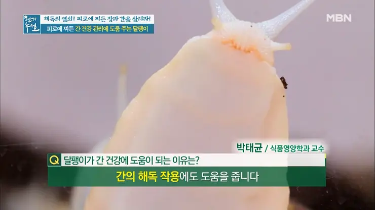 이츠스네일 와우장생 몸이 피곤할때 달팽이 엑기스 복용 일주일 그 후