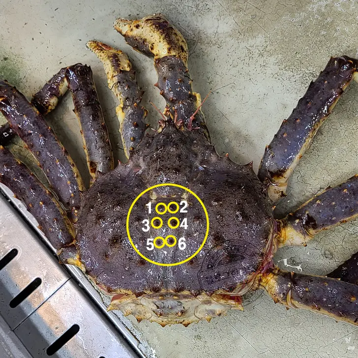 노르웨이 킹크랩 가락동 수산시장 잘 고르는 법 제철 시세 영수증 공개 내돈내산 후기