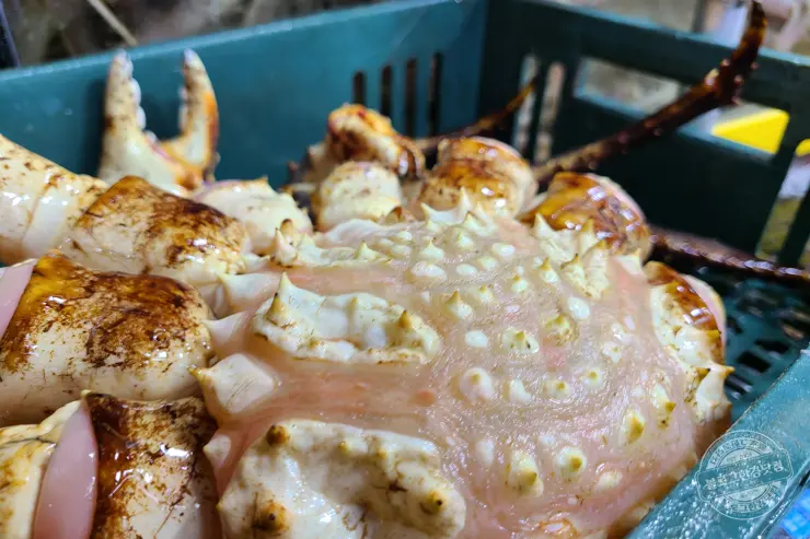 노르웨이 킹크랩 가락동 수산시장 잘 고르는 법 제철 시세 영수증 공개 내돈내산 후기