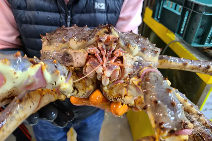 노르웨이 킹크랩 가락동 수산시장 잘 고르는 법 제철 시세 영수증 공개 내돈내산 후기