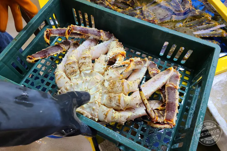 노르웨이 킹크랩 가락동 수산시장 잘 고르는 법 제철 시세 영수증 공개 내돈내산 후기