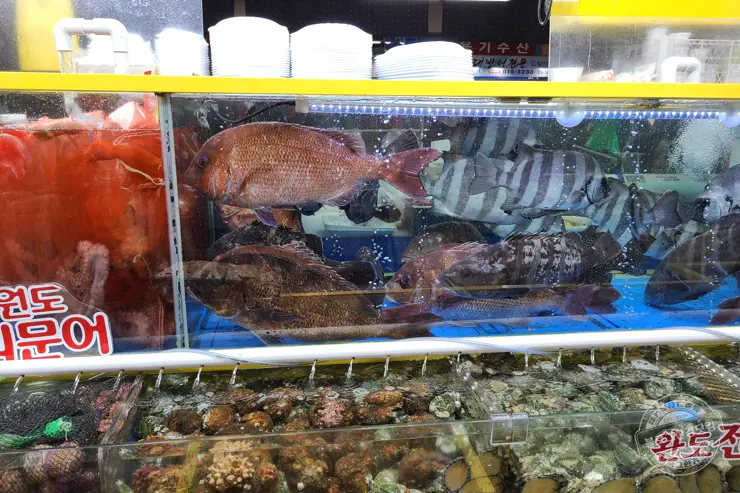 노르웨이 킹크랩 가락동 수산시장 잘 고르는 법 제철 시세 영수증 공개 내돈내산 후기