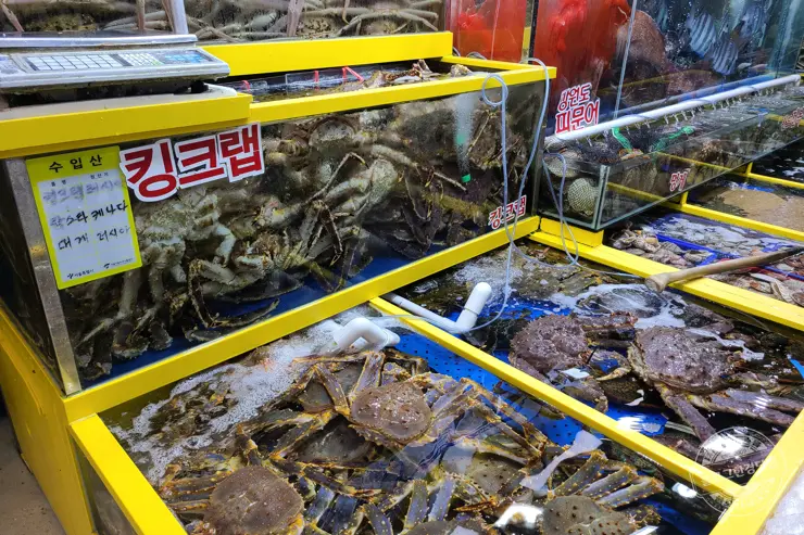 노르웨이 킹크랩 가락동 수산시장 잘 고르는 법 제철 시세 영수증 공개 내돈내산 후기