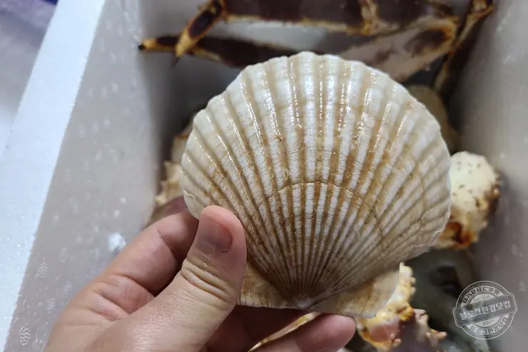 노르웨이 킹크랩 가락동 수산시장 잘 고르는 법 제철 시세 영수증 공개 내돈내산 후기