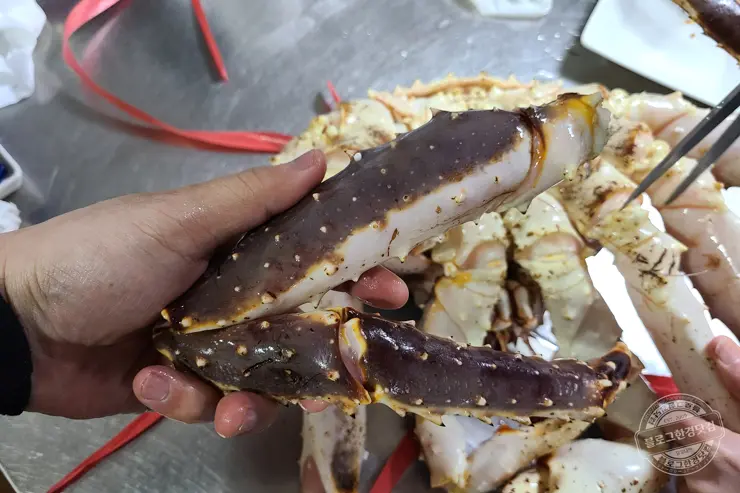 노르웨이 킹크랩 가락동 수산시장 잘 고르는 법 제철 시세 영수증 공개 내돈내산 후기
