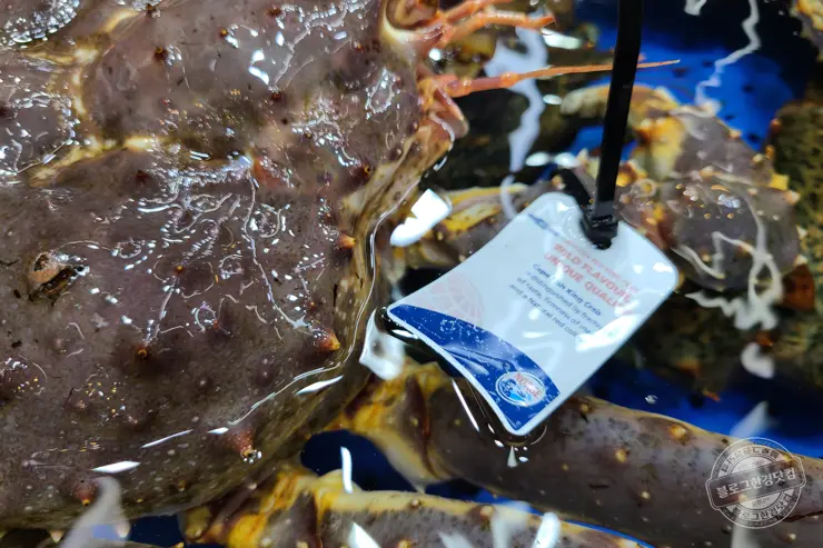 노르웨이 킹크랩 가락동 수산시장 잘 고르는 법 제철 시세 영수증 공개 내돈내산 후기