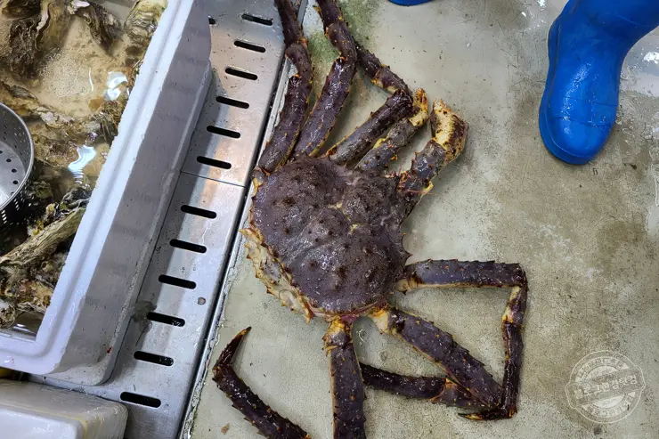 노르웨이 킹크랩 가락동 수산시장 잘 고르는 법 제철 시세 영수증 공개 내돈내산 후기