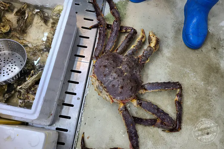 노르웨이 킹크랩 가락동 수산시장 잘 고르는 법 제철 시세 영수증 공개 내돈내산 후기