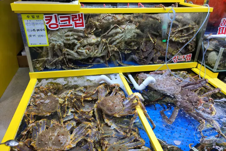 노르웨이 킹크랩 가락동 수산시장 잘 고르는 법 제철 시세 영수증 공개 내돈내산 후기