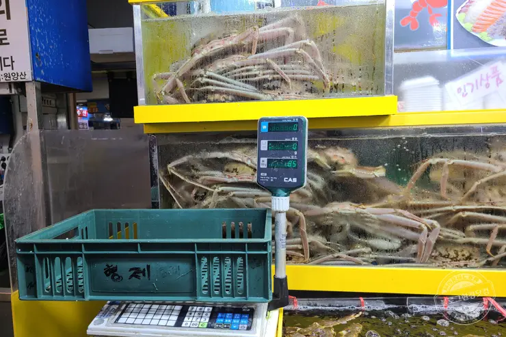 노르웨이 킹크랩 가락동 수산시장 잘 고르는 법 제철 시세 영수증 공개 내돈내산 후기