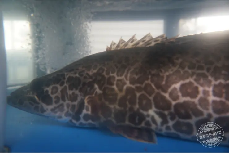 서강 매운탕 경기도 이천 쏘가리매운탕 어죽국수 이천 실크밸리cc 맛집 이천동원리더스맛집