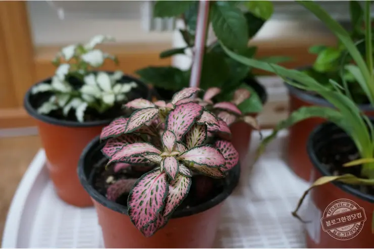 서강 매운탕 경기도 이천 쏘가리매운탕 어죽국수 이천 실크밸리cc 맛집 이천동원리더스맛집