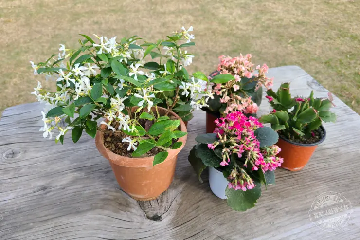 퇴촌 털보셀프바베큐 서울 인근 야외 바베큐 숯불구이 맛집 내돈내먹 후기