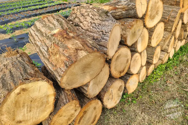 퇴촌 털보셀프바베큐 서울 인근 야외 바베큐 숯불구이 맛집 내돈내먹 후기