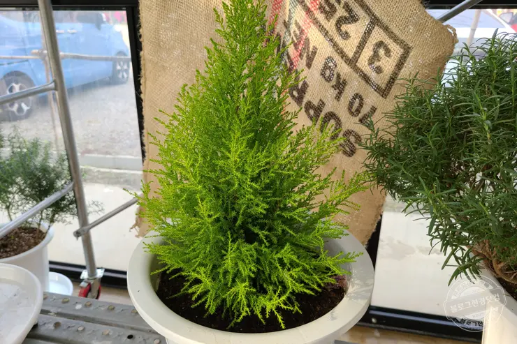 퇴촌 털보셀프바베큐 서울 인근 야외 바베큐 숯불구이 맛집 내돈내먹 후기