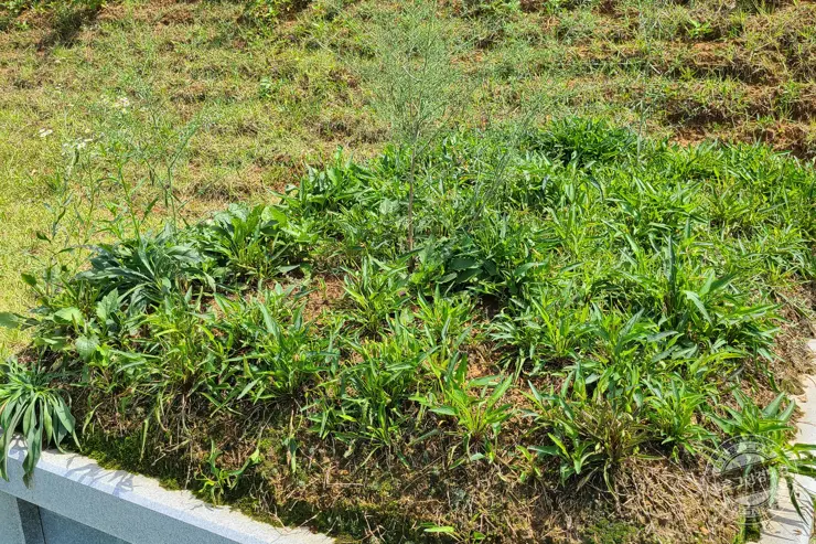 예초기 벌초할 때 힘 안들이는 꿀팁 강추 아이템 공개