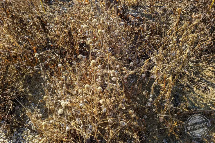 충북 괴산 트리하우스 가든 정원 카페 내돈내산