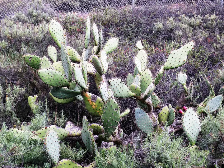 Coyote Hills, Fullerton, California