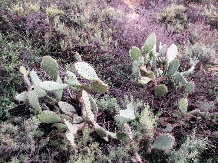 Coyote Hills, Fullerton, California
