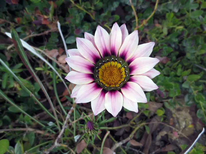 Coyote Hills, Fullerton, California