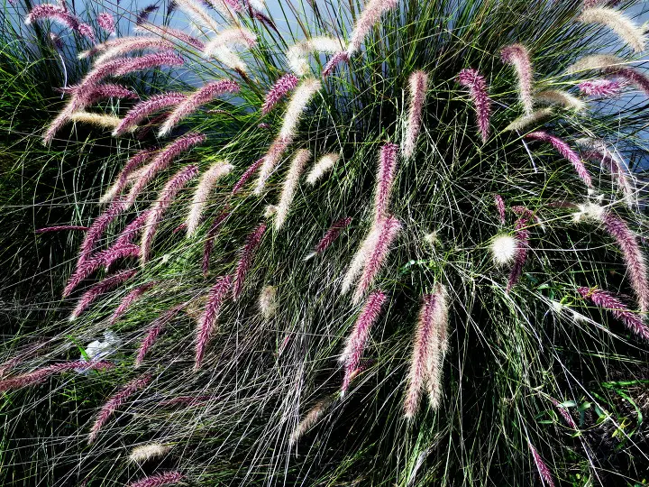 Coyote Hills, Fullerton, California