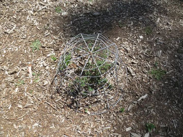 풀러튼 수목원 (Fullerton Arboretum)