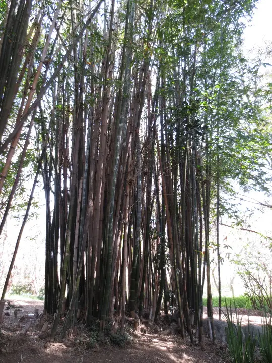 풀러튼 수목원 (Fullerton Arboretum)