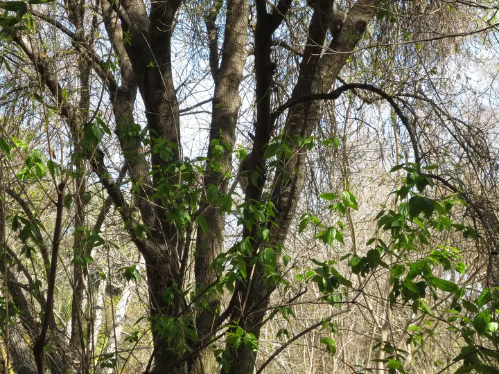 풀러튼 수목원 (Fullerton Arboretum)