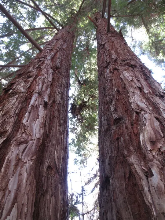 풀러튼 수목원 (Fullerton Arboretum)