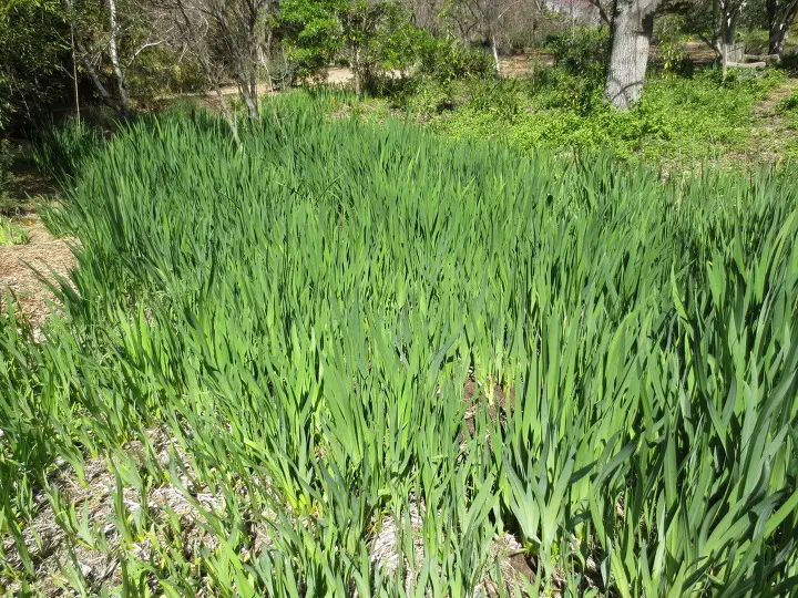 풀러튼 수목원 (Fullerton Arboretum)