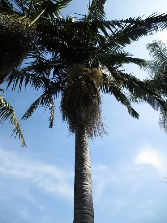 풀러튼 수목원 (Fullerton Arboretum)