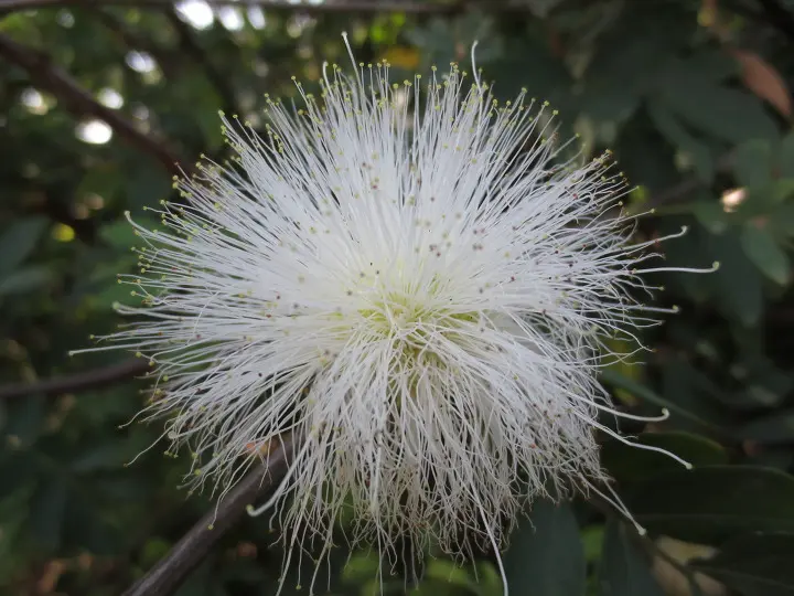 풀러튼 수목원 (Fullerton Arboretum)
